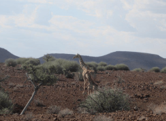 Giraffe in front of hills, Kunene Region, Namibia.